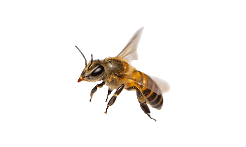 insecten hortulanustuinen bij