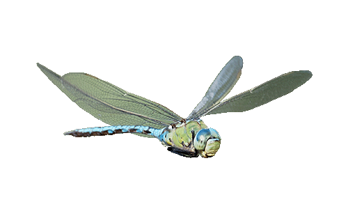 insecten hortulanustuinen libelle