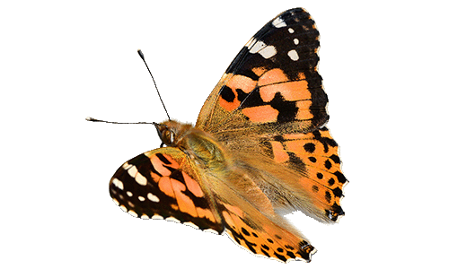 insecten hortulanustuinen vlinder